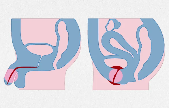 мочеполовая система у мужчин и женщин