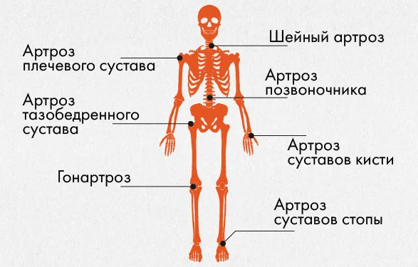 Скелет человека