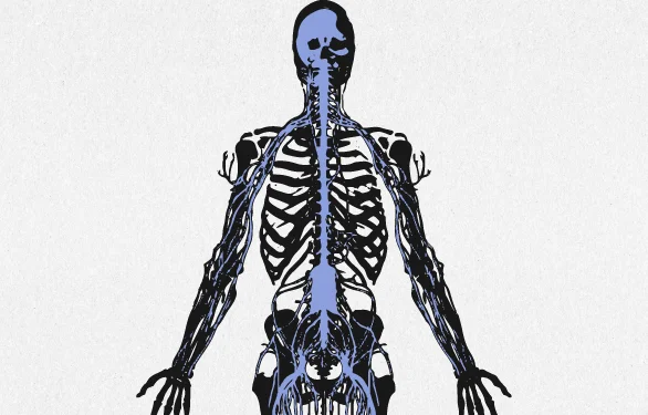 центральная нервная система